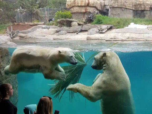 🐯🧸샌디에고 동물원 San diego zoo