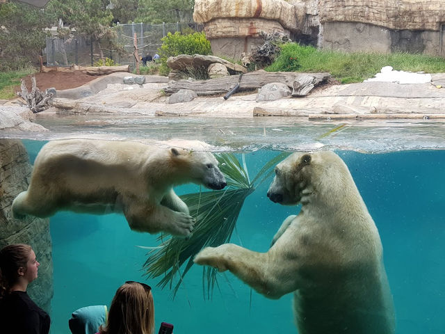 🐯🧸샌디에고 동물원 San diego zoo