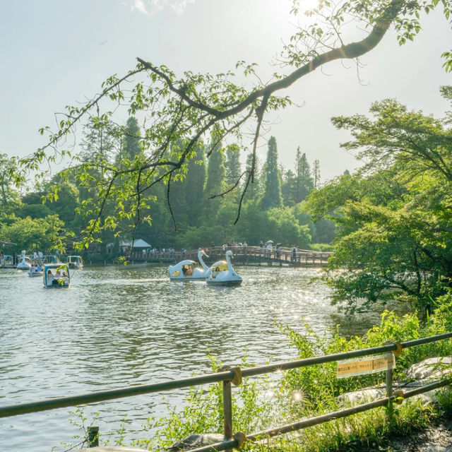 景點推薦：井之頭恩賜公園，自然與藝術的完美結合