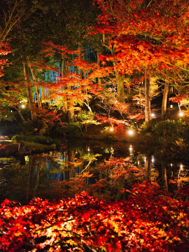【ここ行って】市内の池に反射する紅葉ライトアップを見るならここ‼️混雑回避術紹介💡
