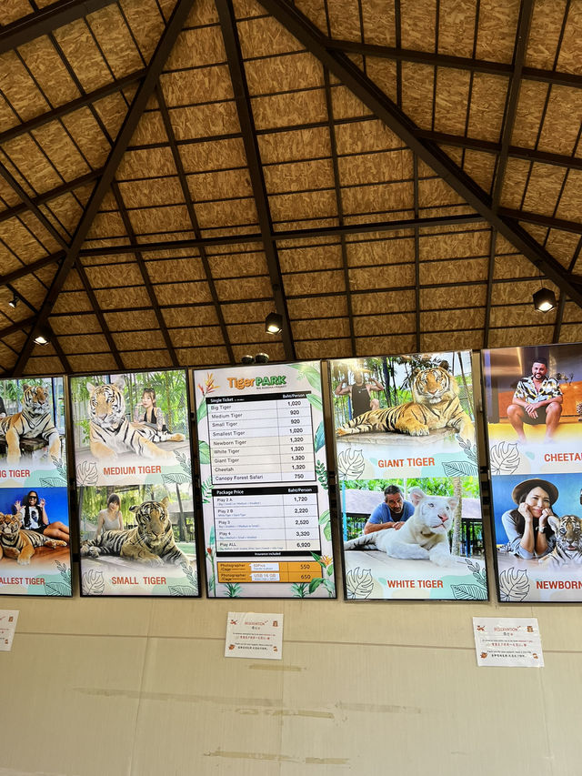 【タイ･プーケット🇹🇭】スリル満点💯トラと写真が撮れるスポット！🐯