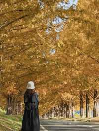 【滋賀】秋の絶景スポット！メタセコイア並木道🍁