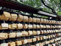 Tranquil Exploration at Meiji Jingu