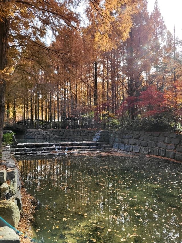 국내 최고의 메타세콰이어명소 장태산휴양림