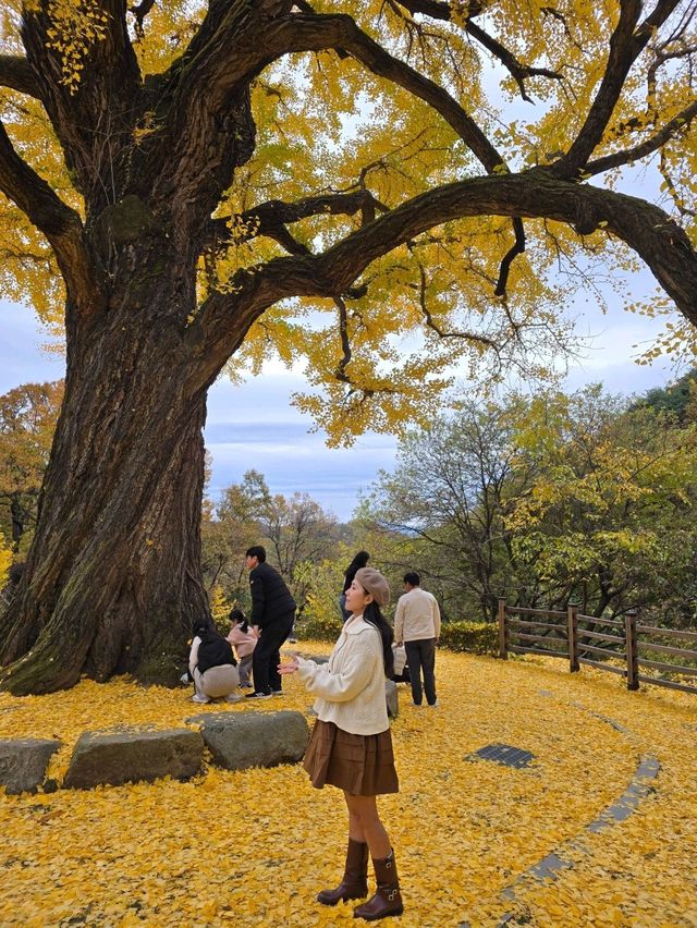 은행잎을 잡으면 소원이 이뤄지는곳💛