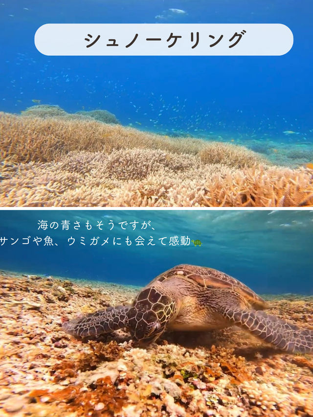 【西表島】楽しいアクティビティを紹介✨