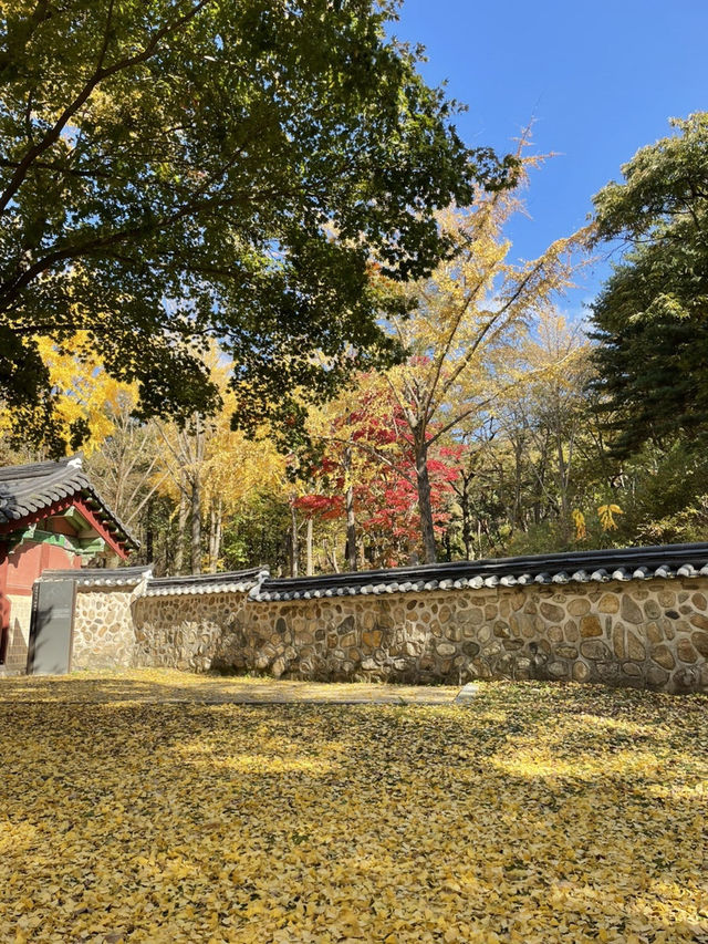 파주 은행나무 맛집 이이유적💛