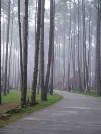 สวนป่าดอยบ่อหลวง