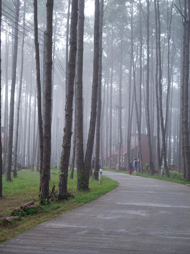 สวนป่าดอยบ่อหลวง
