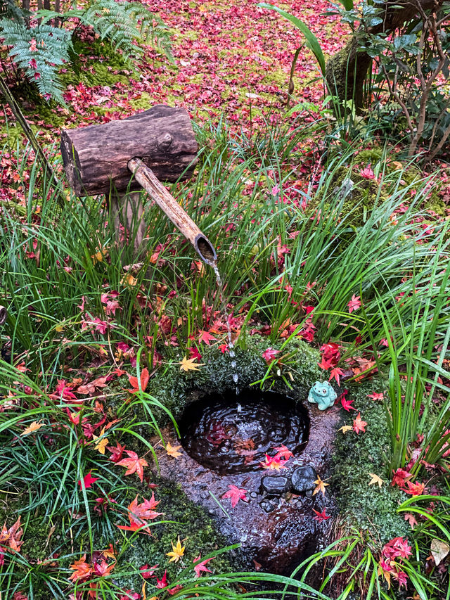 苔と紅葉が美しい草庵🥹🍁🌿京都・祇王寺🌿🍁