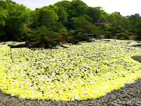 【島根県】牡丹の産地「由志園」で見られる春の風物詩・池泉牡丹