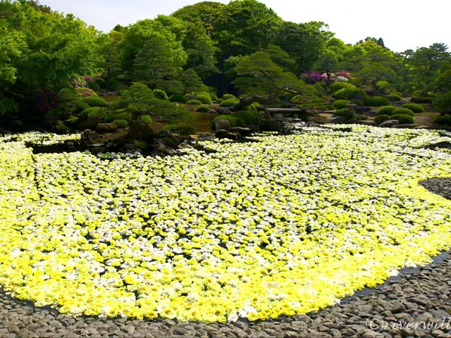 【島根県】牡丹の産地「由志園」で見られる春の風物詩・池泉牡丹