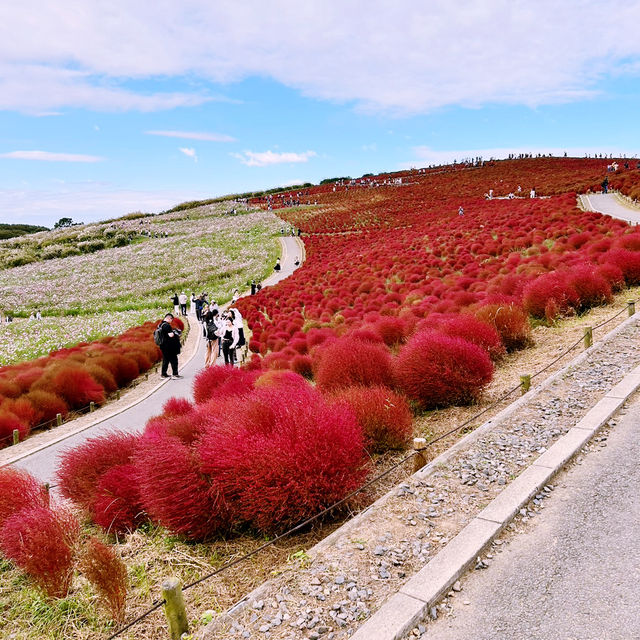 【茨城県】色とりどりに咲く花を見れる国立公園