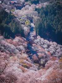 【吉野の桜】一生に一度は見てほしい奈良の絶景桜