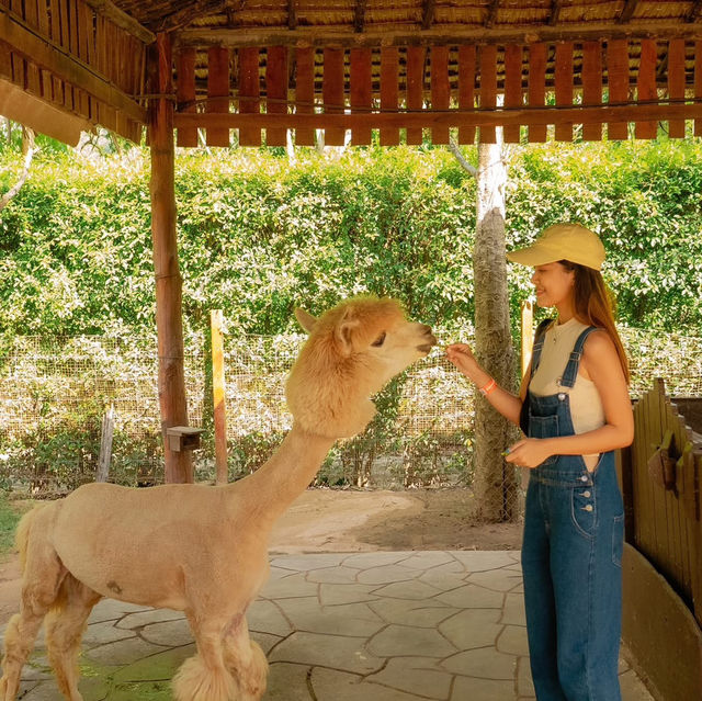 สวนสัตว์สุดคิ้วท์ในสวนผึ้ง 🦙🌲