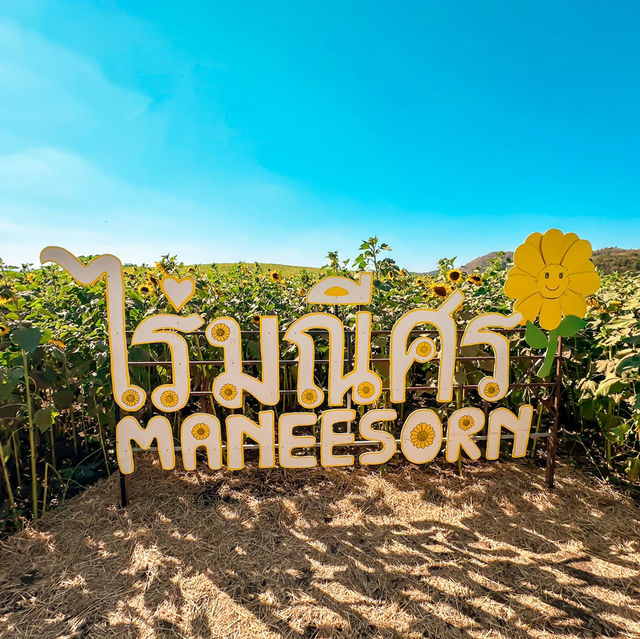ทุ่งทานตะวัน ไร่มณีศร เขาใหญ่
