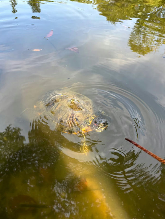 Taman Jepun Ipoh: A Tranquil Japanese Garden Escape