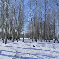 ⛄️Volga Manor คฤหาสน์รัสเซียแห่งฮาร์บิน🪆