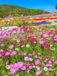 早朝から夕方まで幻想的なコスモスの絶景を満喫！花の駅せら