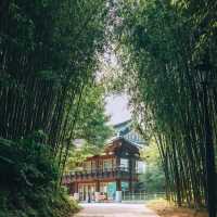 Juknokwon Bamboo Forest (Damyang)