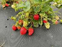 Littlewood Berry Farm 