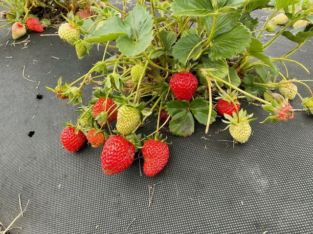 Littlewood Berry Farm 
