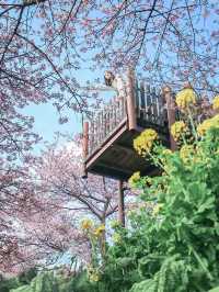 【神奈川】2月半ば見頃の桜スポット🌸