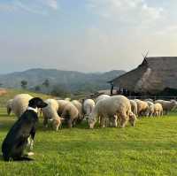 คาเฟ่ฟาร์มแกะวิวหลักสวยหลักล้าน 🐑