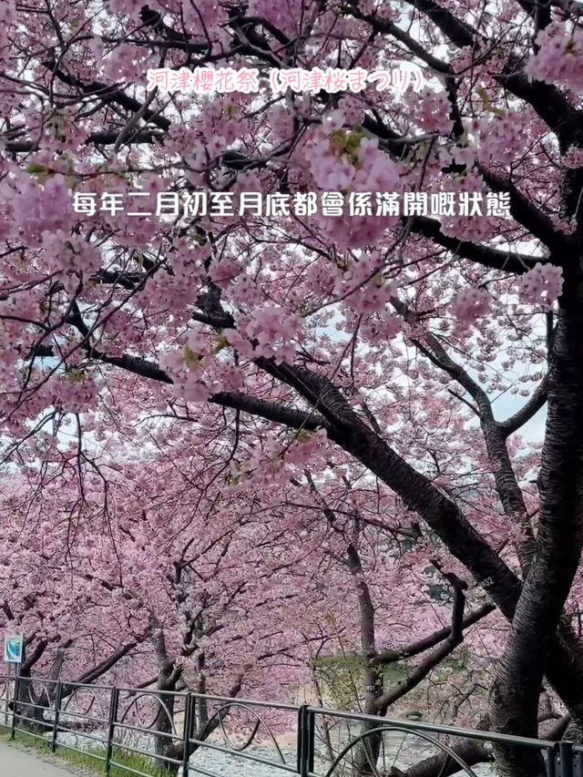 伊豆櫻花