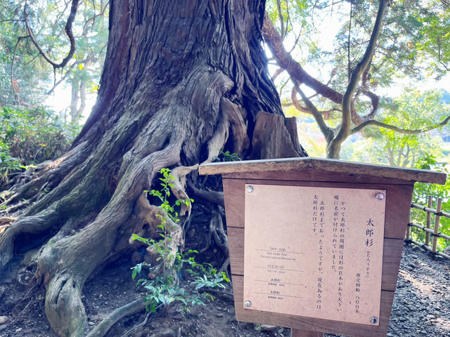 【紅葉と歴史】秋の水戸日帰り満喫モード🍁🚆
