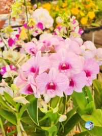 AIRORCHIDS SUPERMARKET