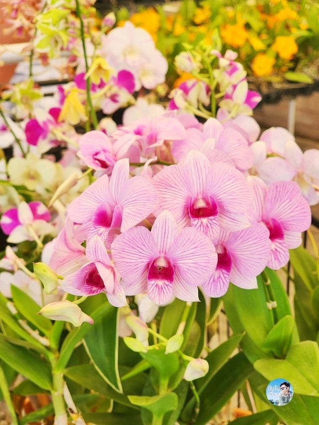 AIRORCHIDS SUPERMARKET
