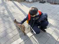 釜山親子遊
