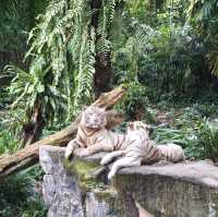 A Safari in the City: Majestic Creatures and Lush Landscapes at Singapore Zoo