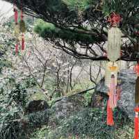 台北｜指南宮櫻花盛開，美不勝收