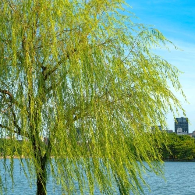 大濠公園：划船遇見西湖的倒影