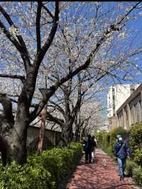 中目黑櫻花隧道