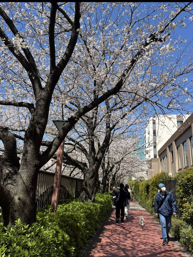 中目黑櫻花隧道