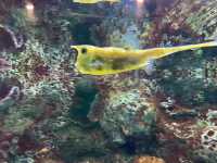 シェッド水族館 Shedd Aquarium