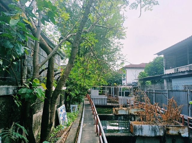 泰國曼谷湄南河老區村落皇家古寺廟一日遊行程，著名古寺廟：甘拉耶納密佛寺，適合拍照📸打卡