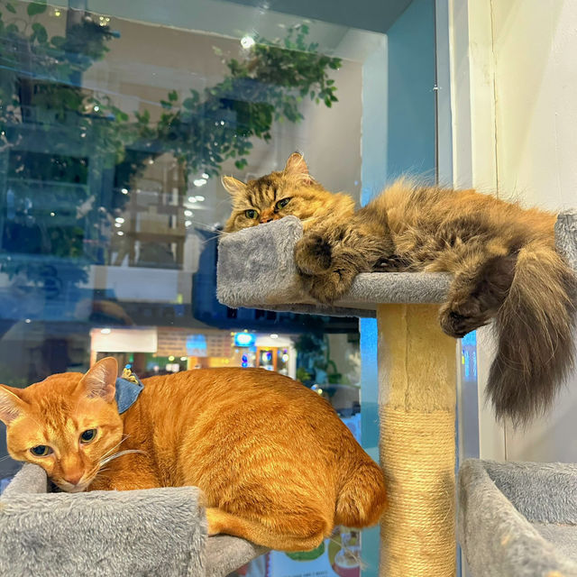 แวะมาคาเฟ่แมวจรกันเถอะ🐱