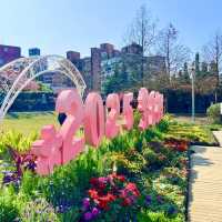 ชมดอกซากุระบานที่สวนเล่อฮวอ(Lohas Park)