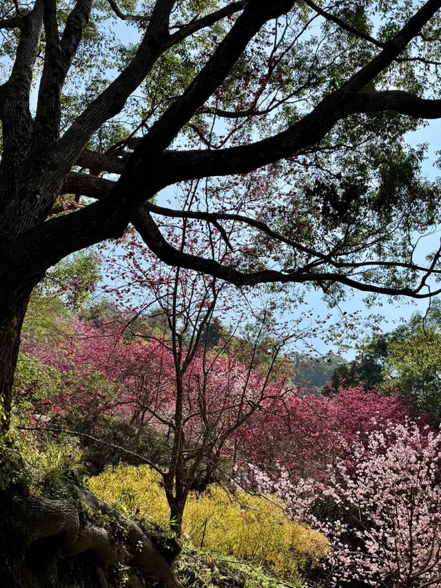新社沐心泉：時時有花賞