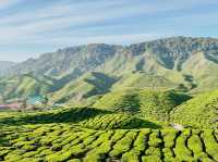 Cameron Valley Tea