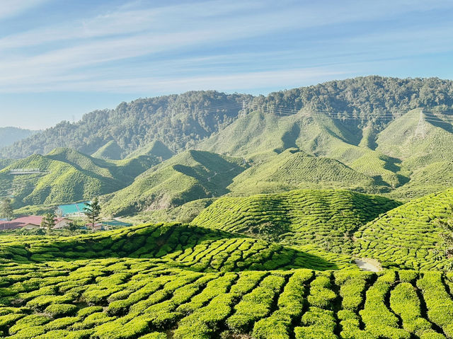 Cameron Valley Tea