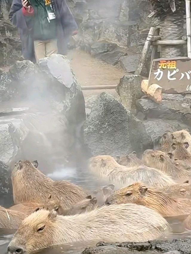 伊豆🌸河津櫻🌸伊豆仙人掌動物園🌸2天遊