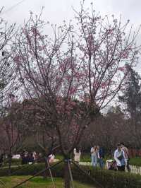 東涌期間限定的櫻花園