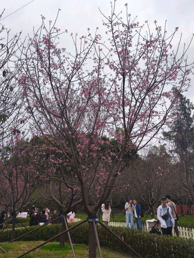 東涌期間限定的櫻花園