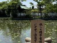 Step into History at Tsurugaoka Hachimangu Shrine