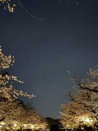 上野公園夢中的夜櫻：心靈的溫暖之舞